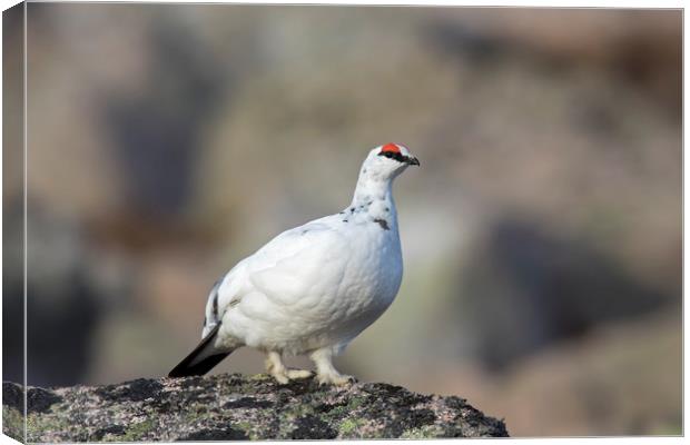 Rock ptarmigan Canvas Print by Arterra 