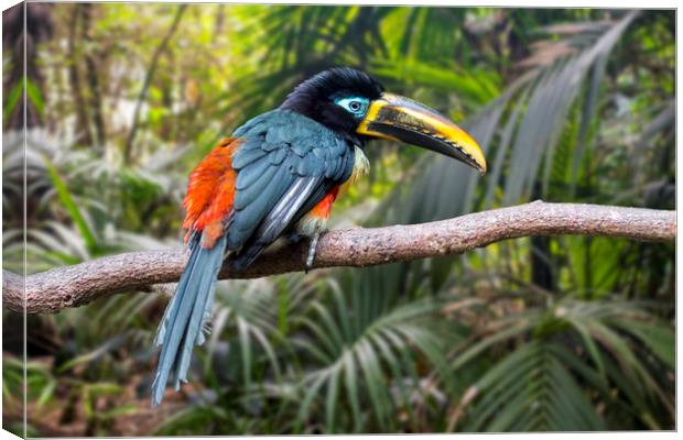 Chestnut-eared Aracari  Canvas Print by Arterra 