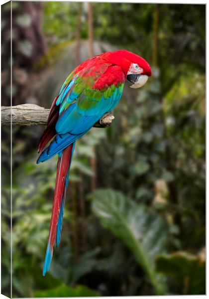 Red-and-green Macaw Canvas Print by Arterra 