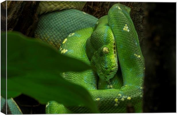 Green Tree Python Canvas Print by Arterra 