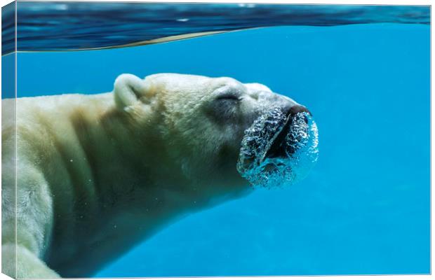 Polar Bear Diving Canvas Print by Arterra 