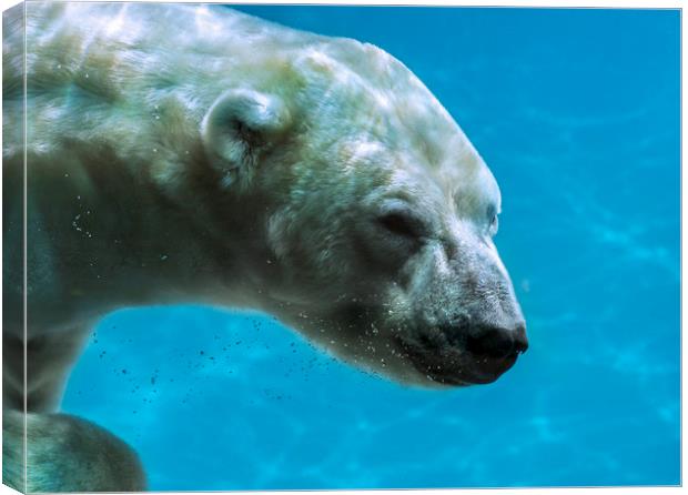Polar Bear Swimming Underwater Canvas Print by Arterra 