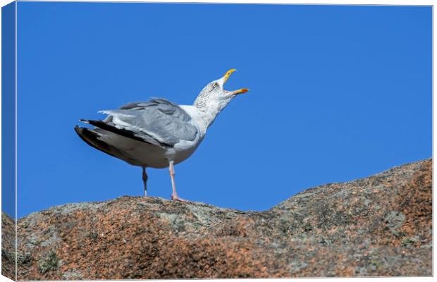 Herring Gull Calling Canvas Print by Arterra 