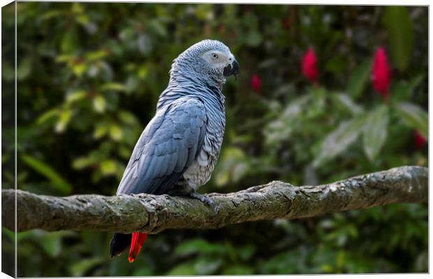 Congo Grey Parrot Canvas Print by Arterra 