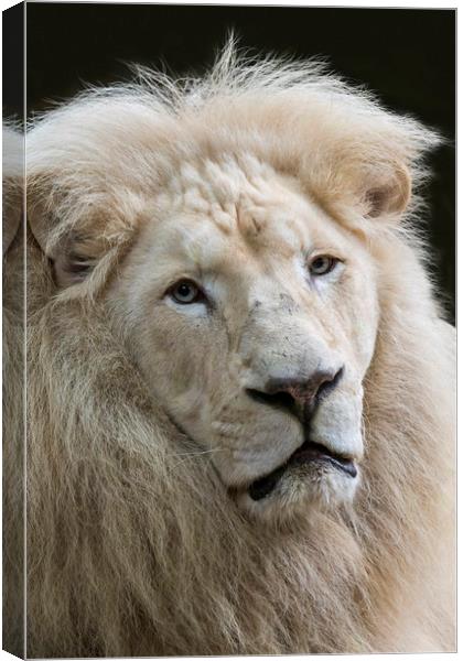 White Lion Canvas Print by Arterra 