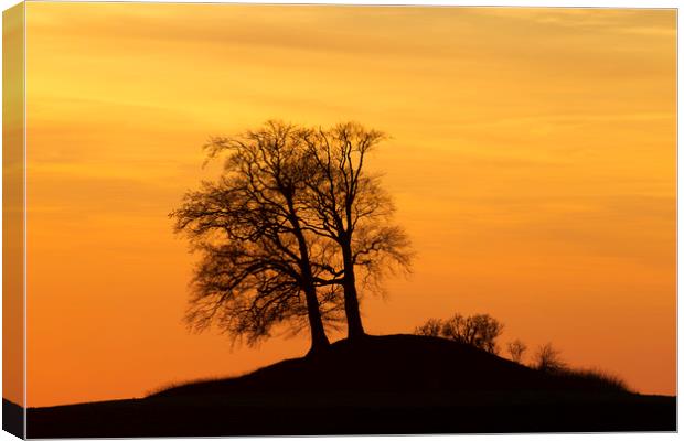 Trees on Hillock at Sunset Canvas Print by Arterra 