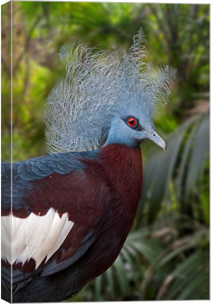 Sclater's Crowned Pigeon Canvas Print by Arterra 