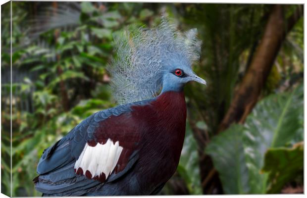 Sclater's Crowned Pigeon Canvas Print by Arterra 