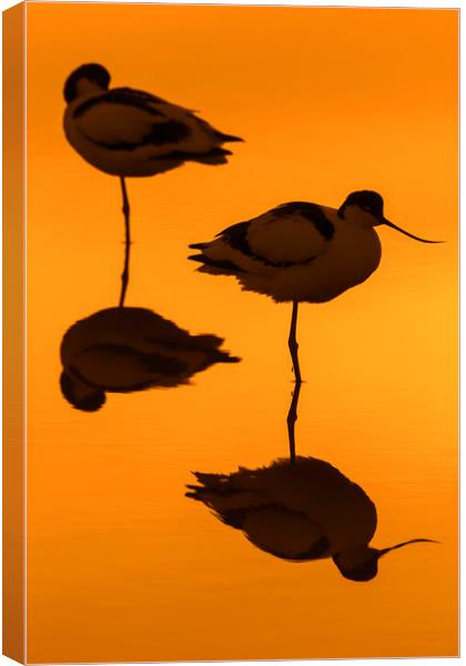 Two Pied Avocets at Sunset Canvas Print by Arterra 