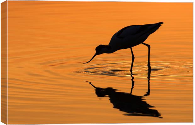 Pied Avocet at Sunset Canvas Print by Arterra 