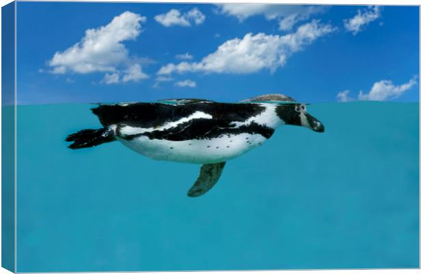 Swimming Penguin Canvas Print by Arterra 