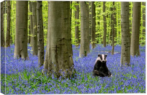 Badger in Bluebell Forest Canvas Print by Arterra 