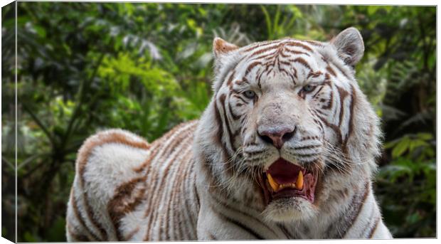 White Tiger in Jungle Canvas Print by Arterra 