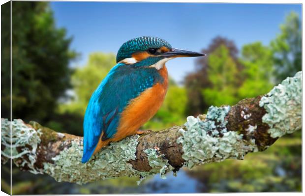Common Kingfisher Canvas Print by Arterra 