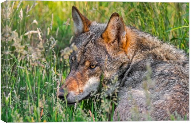 Grey Wolf in Tall Grass Canvas Print by Arterra 