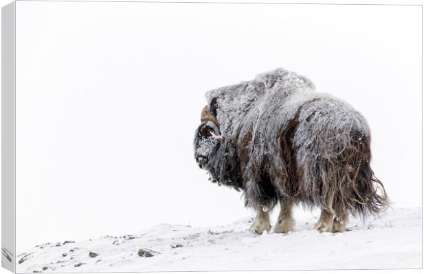 Muskox Bull in Winter Canvas Print by Arterra 