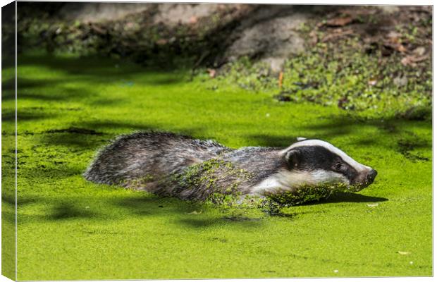 European Badger Swimming in Pond Canvas Print by Arterra 