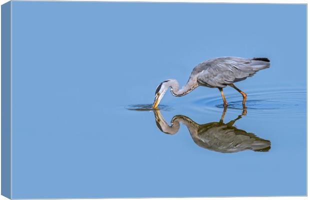 Grey Heron Fishing Canvas Print by Arterra 