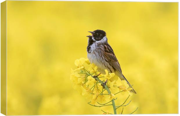 Singing Reed Bunting Canvas Print by Arterra 