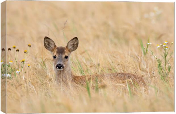 Roe Deer Fawn in Wheat Field Canvas Print by Arterra 