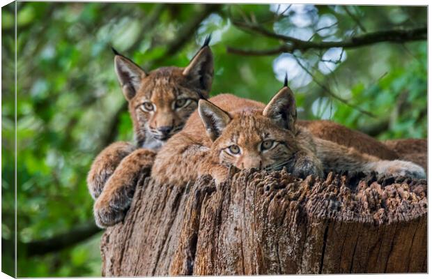 Two Young Lynxes Canvas Print by Arterra 