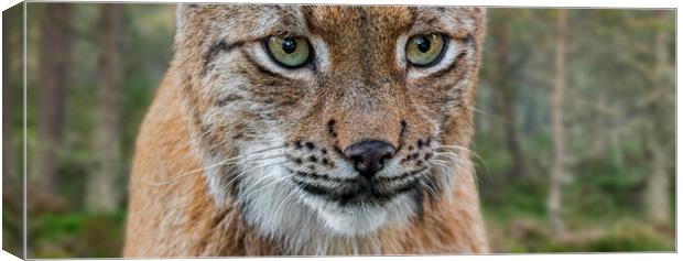 Wild Eyes Canvas Print by Arterra 