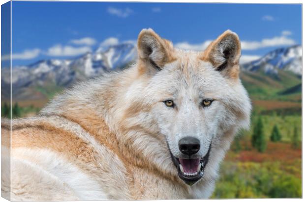 Alaskan Timber Wolf Canvas Print by Arterra 