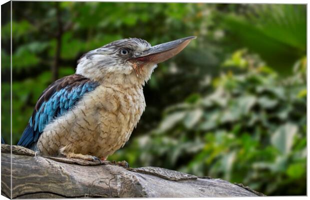 Blue-winged Kookaburra Canvas Print by Arterra 