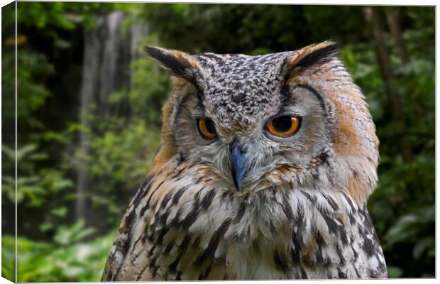 Bengal Eagle Owl in Forest Canvas Print by Arterra 