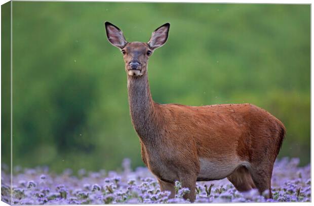 Red Deer Hind Canvas Print by Arterra 