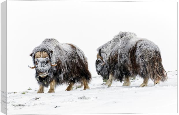 Two Muskox Bulls in the Snow Canvas Print by Arterra 