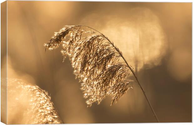 Reed Seedhead at Sunset Canvas Print by Arterra 