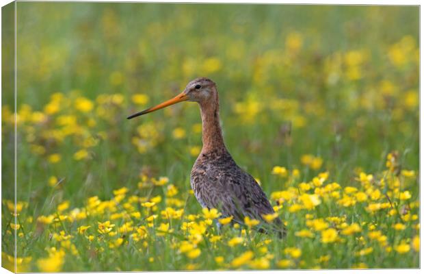 Black-tailed Godwit in Spring Canvas Print by Arterra 