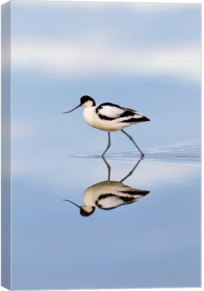 Pied Avocet Reflection Canvas Print by Arterra 