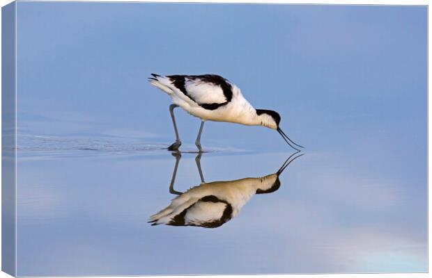 Foraging Pied Avocet Canvas Print by Arterra 