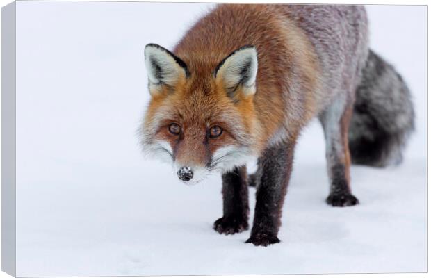 Curious Red Fox in Winter Canvas Print by Arterra 