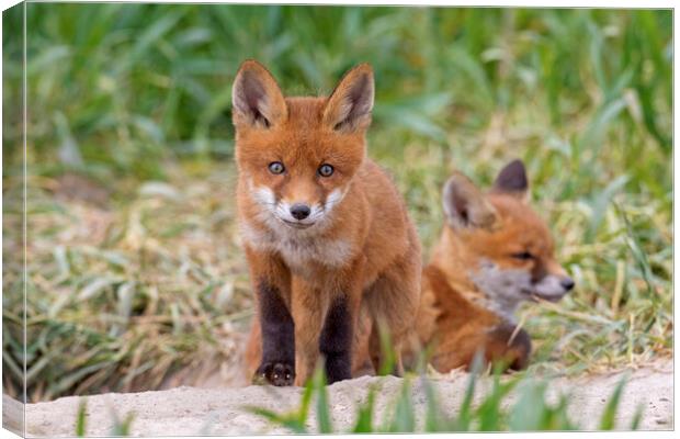 Two Red Fox Kits  Canvas Print by Arterra 