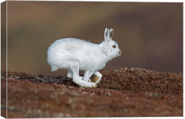 Running Mountain Hare Canvas Print by Arterra 