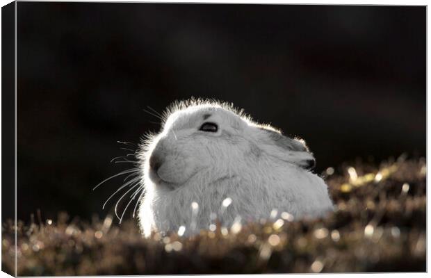 Scottish Mountain Hare in Spring Canvas Print by Arterra 