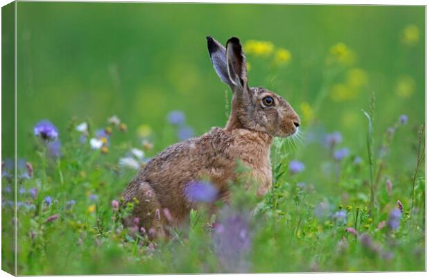 Brown Hare in Meadow Canvas Print by Arterra 