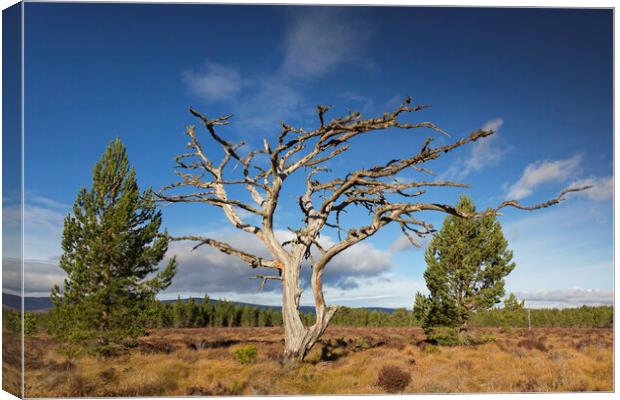 Dead Scots Pine Tree in the Cairngorms, Scotland Canvas Print by Arterra 