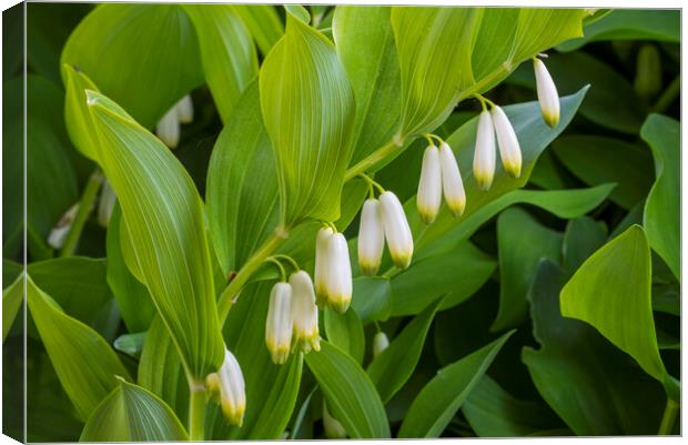 Angular Solomon's Seal  Canvas Print by Arterra 