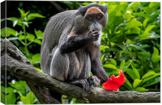 De Brazza's Monkey in Tree Canvas Print by Arterra 