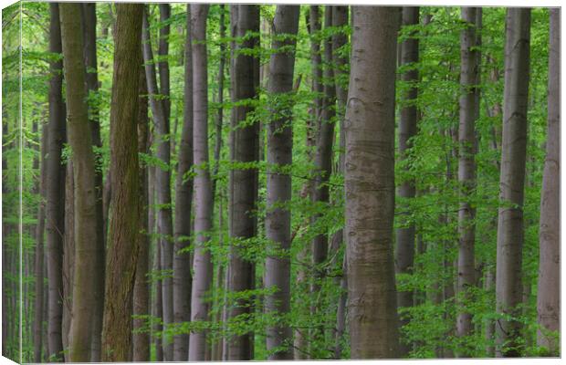 Beech Tree Trunks in Spring Forest Canvas Print by Arterra 