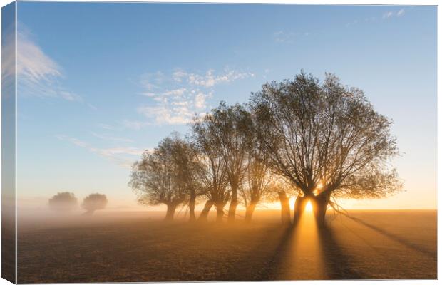 White Willows at Sunrise Canvas Print by Arterra 