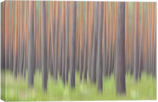 Tree Trunks in Forest Canvas Print by Arterra 