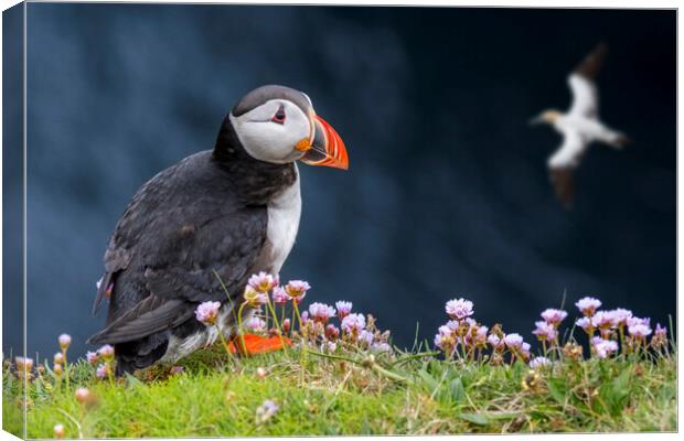 Puffin and Soaring Gannet in Scotland Canvas Print by Arterra 