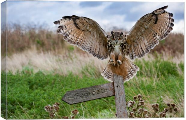 Eurasian Eagle Owl Landing on Signpost Canvas Print by Arterra 