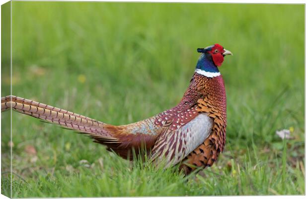 Ring-Necked Pheasant Canvas Print by Arterra 