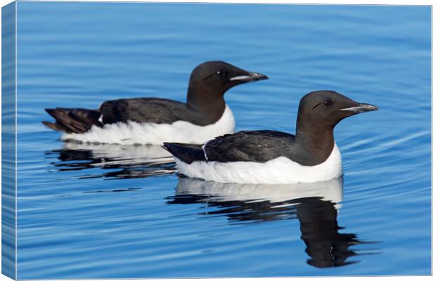 Two Thick-Billed Murres at Sea Canvas Print by Arterra 
